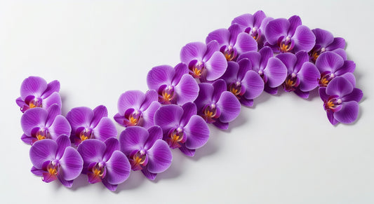Edible Purple Orchid Flowers 50 Count