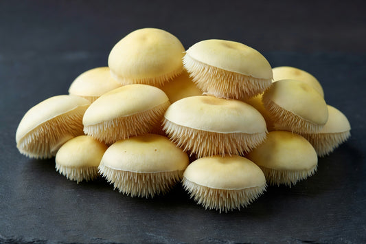 Fresh hedgehog mushrooms wholesale 5 lb | Bloom Produce