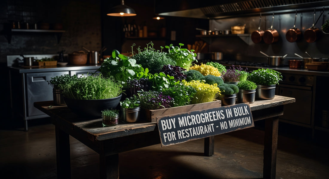 Your Guide to Buy microgreens in bulk for restaurant no minimum