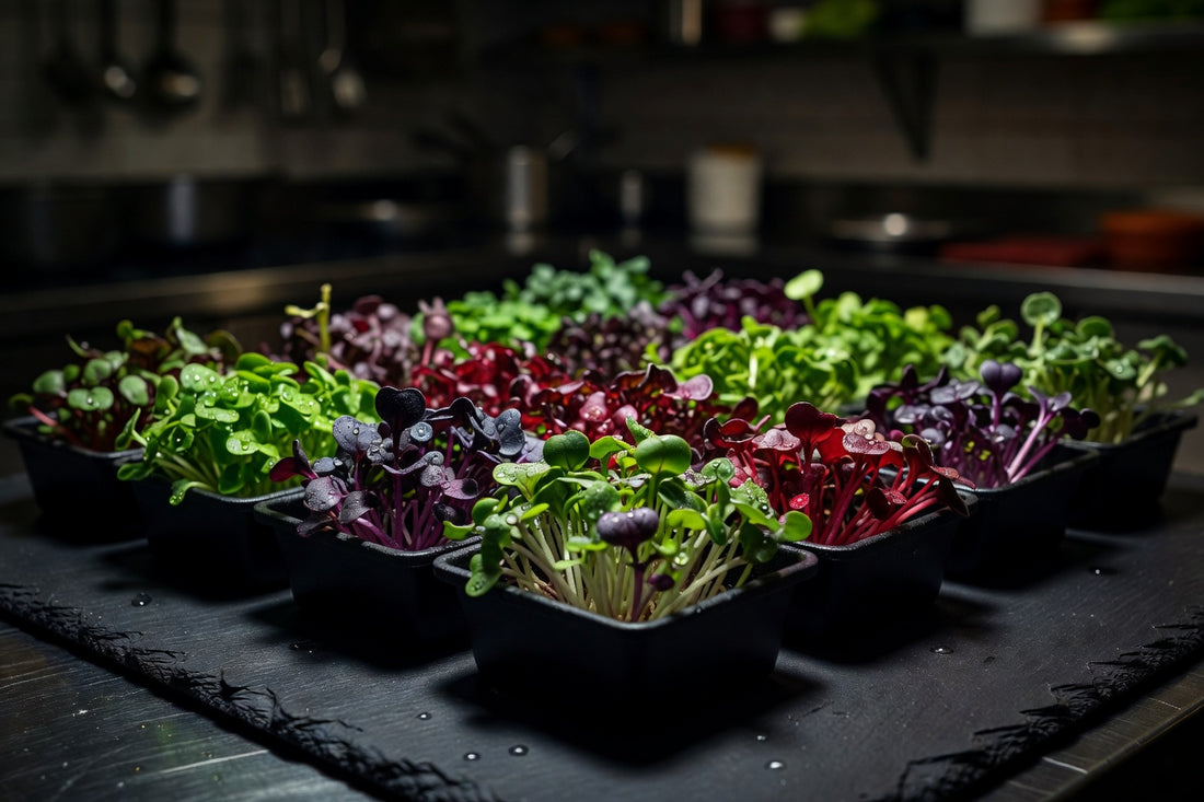 Microgreens for Restaurants: What Chefs Need to Know