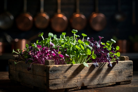 Where Can I Buy Microgreens? A Practical Guide to Finding the Good Stuff
