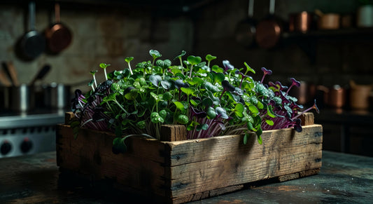 Mold on Microgreens: How to Identify It, Prevent It, and Know When to Throw Them Out