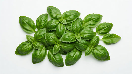 Herbs Basil Ret6pk