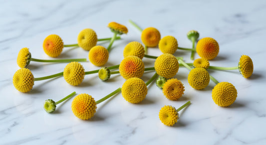 Fresh Buzz Button Flowers 50 Count