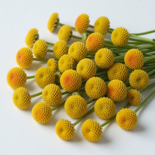 Buzz Button Flowers (50 Count)