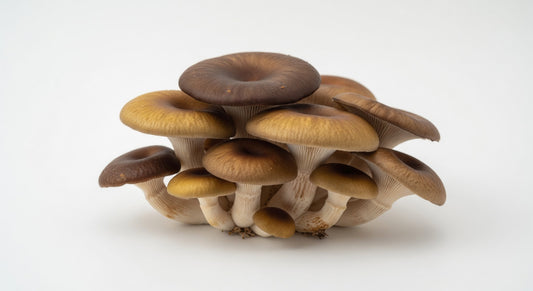 Canadian Oyster Mushrooms (5 lb)