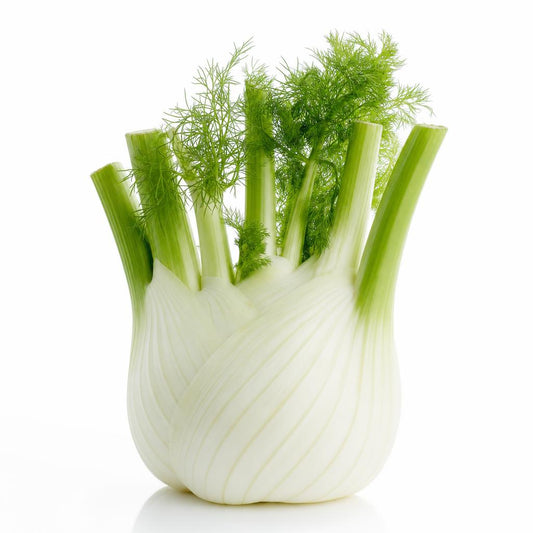 Fennel