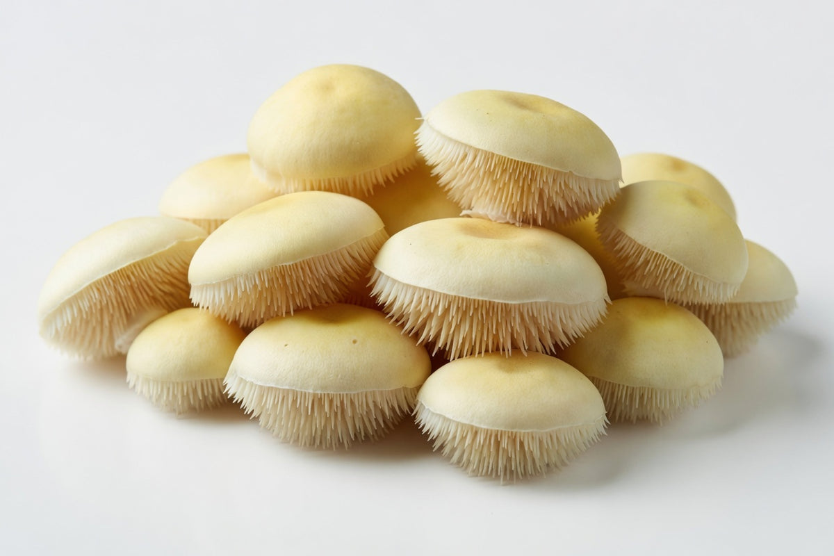 Hedgehog Mushrooms (5 lb)