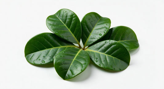 Kaffir Lime Leaves 1 lb