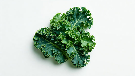 Kale Lacinato (black) 12CT