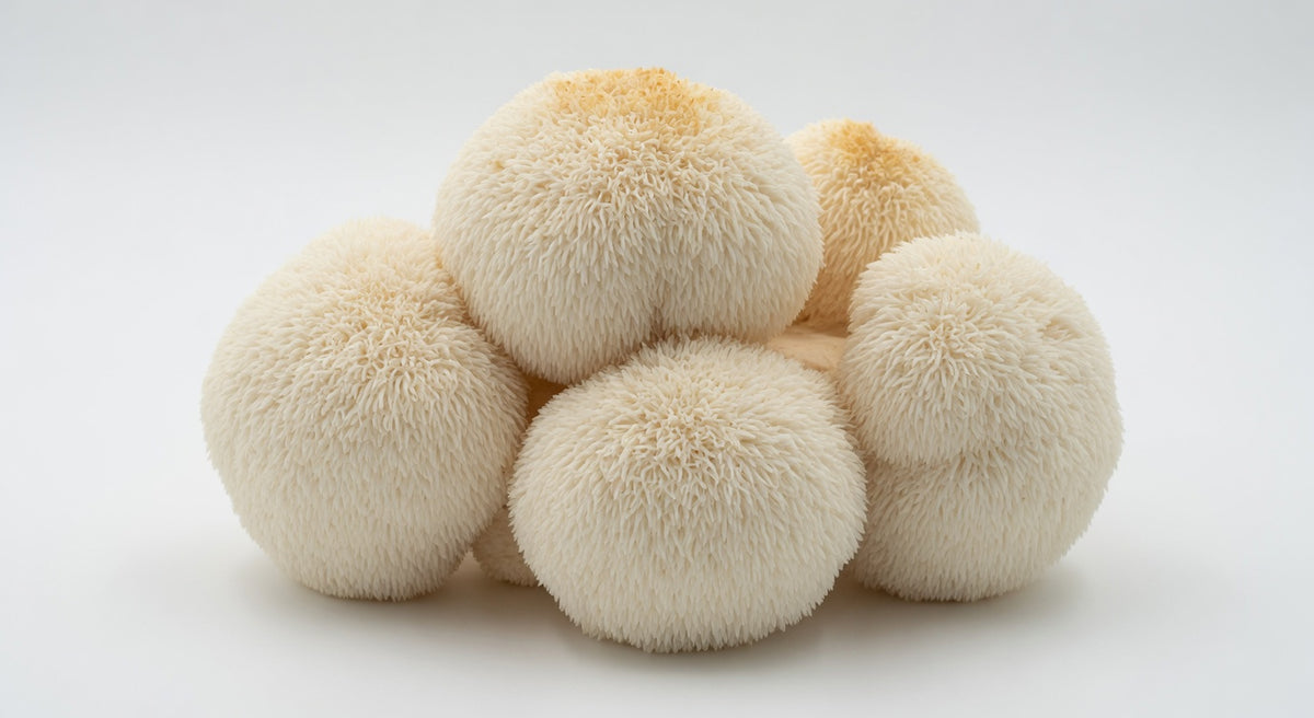 Lion's Mane Mushrooms (5 lb)