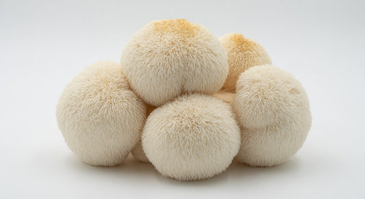 Lion's Mane Mushrooms (5 lb)