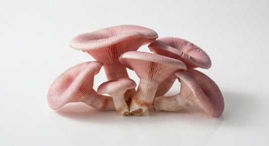 Pink Oyster Mushrooms (5 lb)