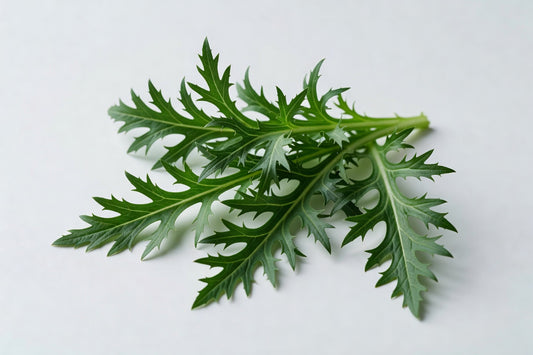 Fresh Hydro Mizuna - Bloom Produce