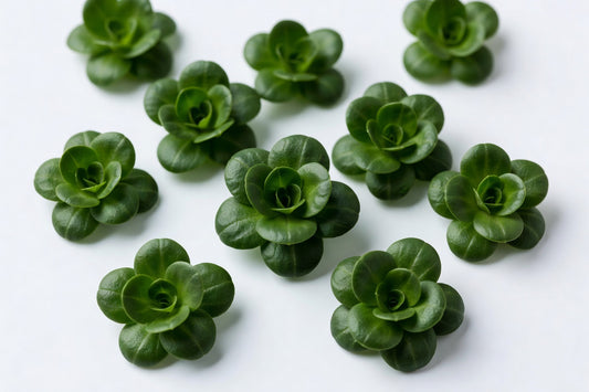 Fresh Mache Lakeville - Bloom Produce
