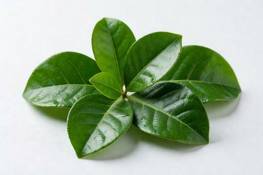 Fresh Lime Leaves Kaffir 1# - Bloom Produce