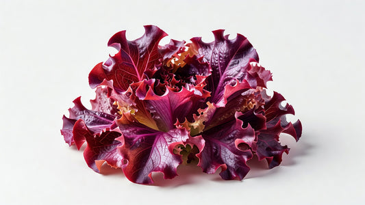 Fresh Lettuce Baby Lola Rossa - Bloom Produce