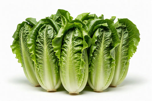 Fresh Lettuce Artisan Romaine 24ct - Bloom Produce