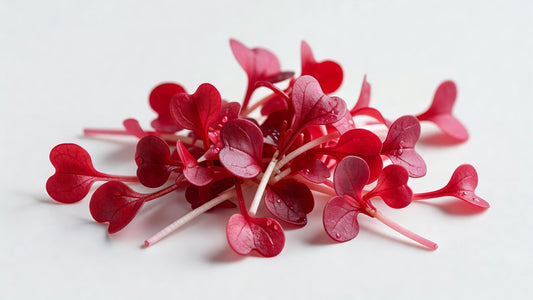 Fresh Hydro RED Sorrel - Bloom Produce