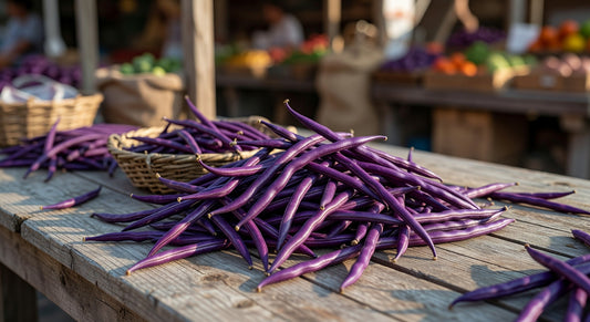 Beans Purple 10#