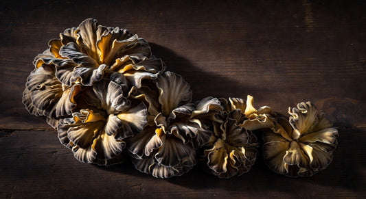 Mushroom HEN OF Woods 5#