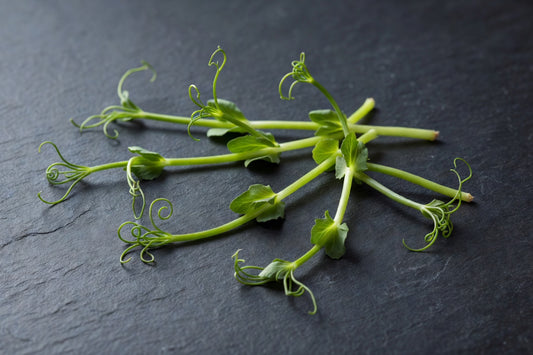 Fresh Pea Shoots — 3 lb Case | Bloom Produce