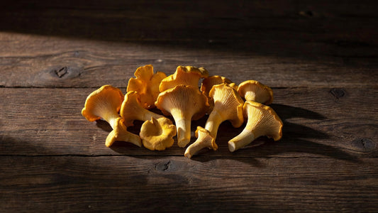 Mushroom Chanterelle Yellow 5#