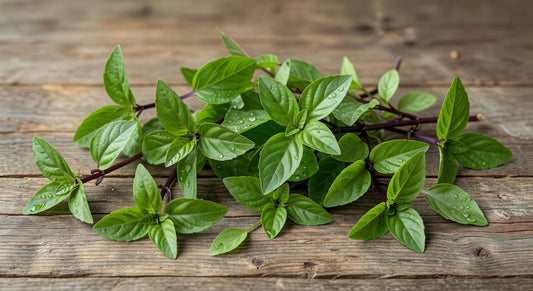 Herbs THAI Basil 1#