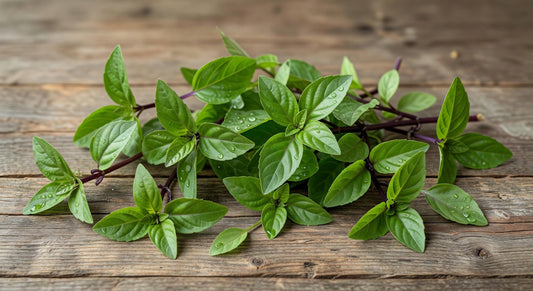 Herbs Thai Basil Ret6pk