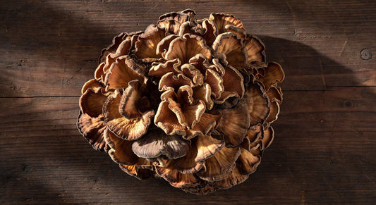 Mushroom DRY HEN OF THE Woods 1#BAG
