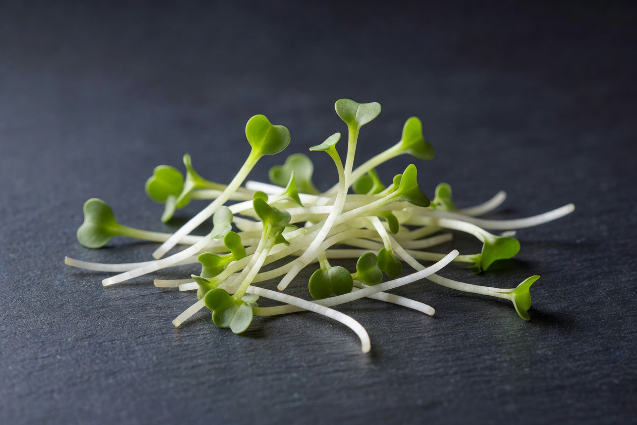 Fresh Daikon Radish Sprouts | Bloom Produce