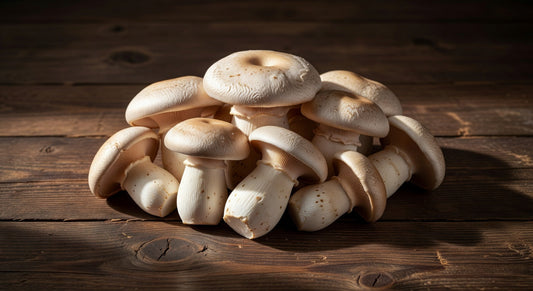 Mushroom Oyster King 5#