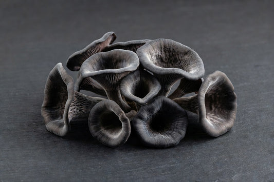Black Trumpet Mushrooms 5 lb | Bloom Produce