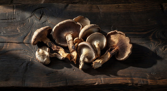 Mushroom DRY Oyster 1#BAG