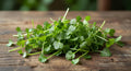 Micro Cilantro 4oz