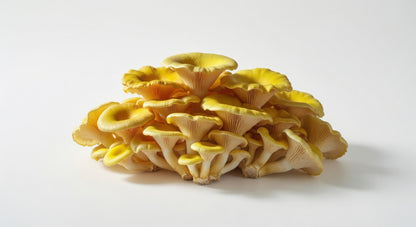Yellow Oyster Mushrooms (5 lb)