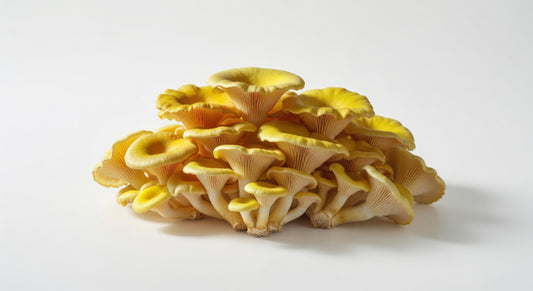 Yellow Oyster Mushrooms (5 lb)